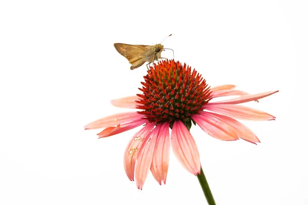 Moth on Flower — Stock Photo, Image