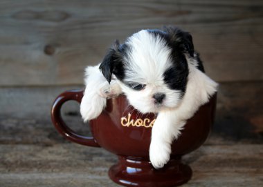Shih Tzu