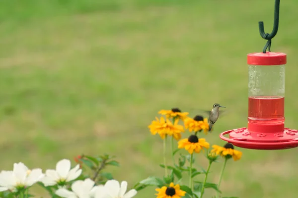 stock image Hummingbird