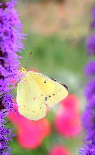 Clouded Sulphur Butterfly — Stock Photo, Image