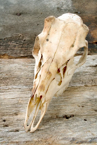 Crânio de veado — Fotografia de Stock