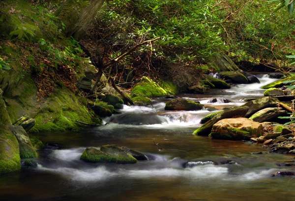 Creek in Forest — Stock Photo, Image
