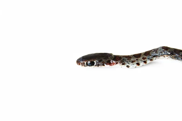 Ізольована змія — стокове фото