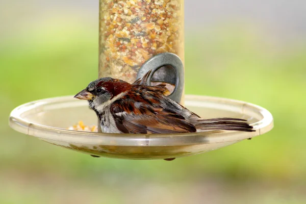 stock image Sparrow