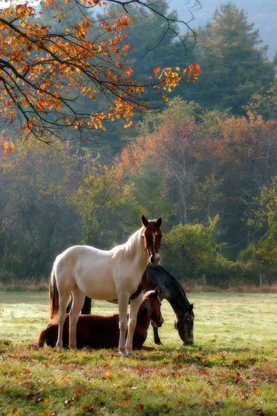 stock image Horses Fall Theme