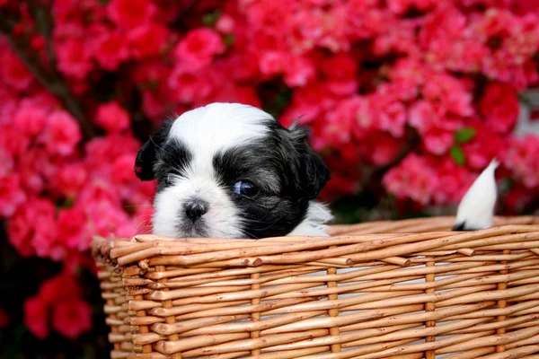 Cute Shih Tzu Puppy — Stock Photo, Image