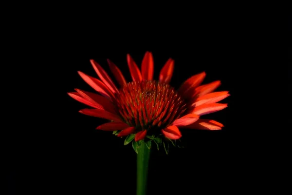 Κώνου λουλούδι — Φωτογραφία Αρχείου