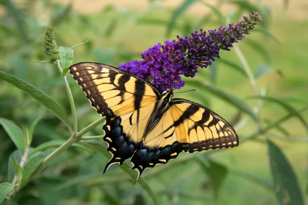 Swallow Tail Butterfly — Stock Photo, Image