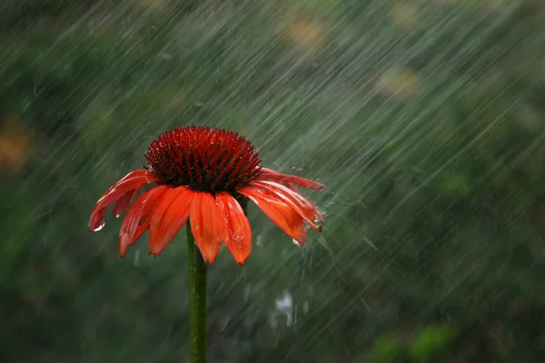 Дождь на цветок — стоковое фото