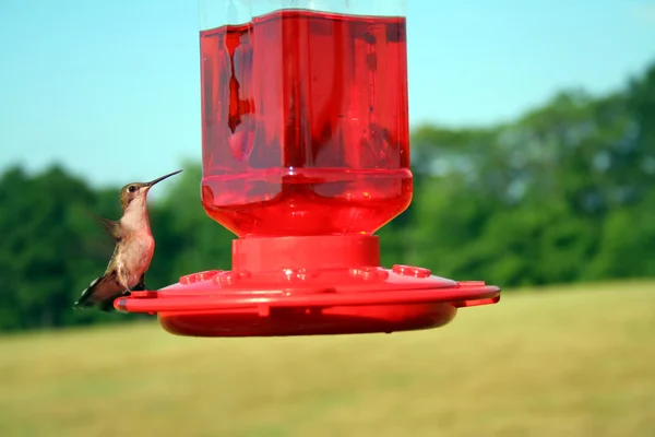 stock image Hummingbird