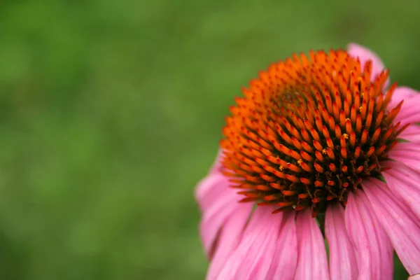 Kwiat fioletowy stożek — Zdjęcie stockowe