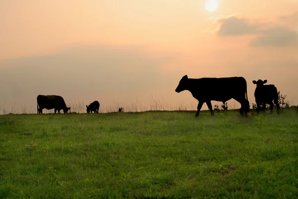 Silhouetter van koeien Stockfoto