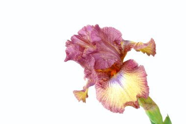 güzel Iris