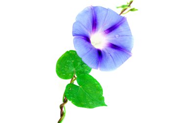 Morning Glory clipart