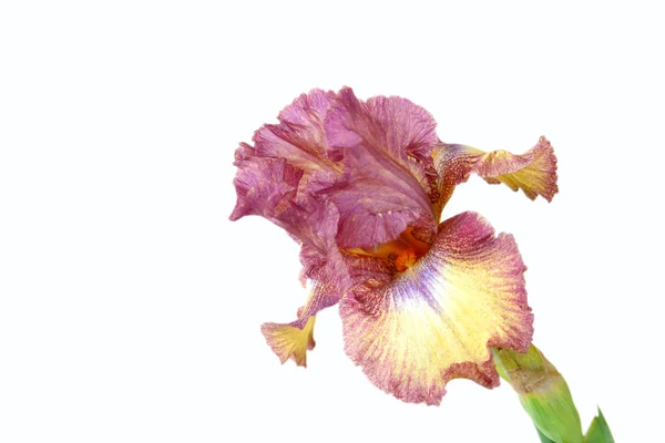 Hermoso iris — Foto de Stock