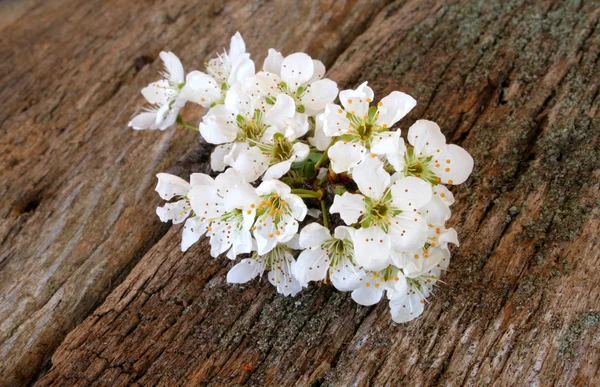 Blooms of a Bradford Pear — Stock Photo, Image
