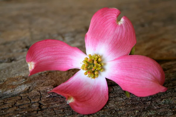Rosarote Hartriegelblüte — Stockfoto