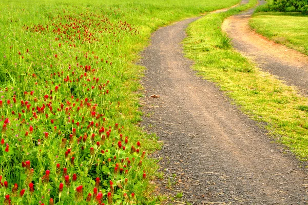 Żwir drogi i wiosna kwiaty — Zdjęcie stockowe
