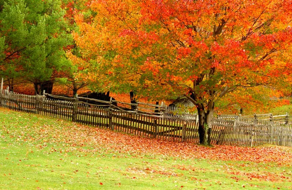 Autumn Colors — Stock Photo, Image