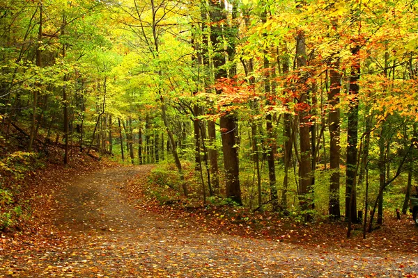 Caminos de otoño — Foto de Stock