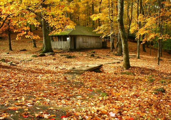 Autumn Woods — Stock Photo, Image