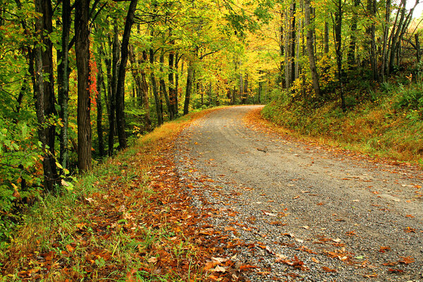 A dirt road with fall colors along the way.