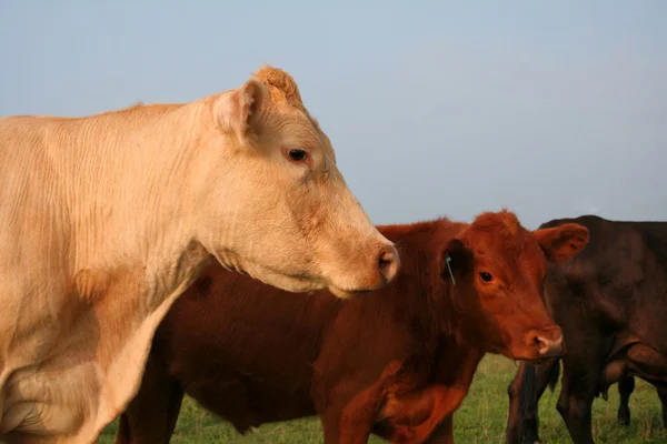 Perfil de vaca —  Fotos de Stock