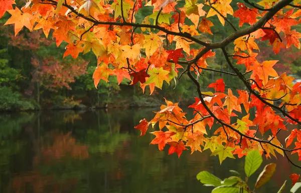 Herfst bladeren Stockafbeelding