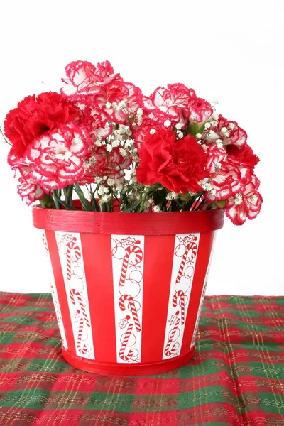 Carnations of Red and White — Stock Photo, Image