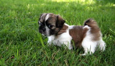 shih tzu Puppy