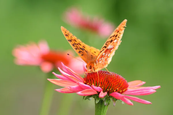 Cone Flower and Butterfly — Stock Photo, Image