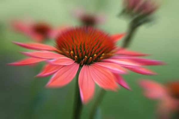 Flor de cono — Foto de Stock