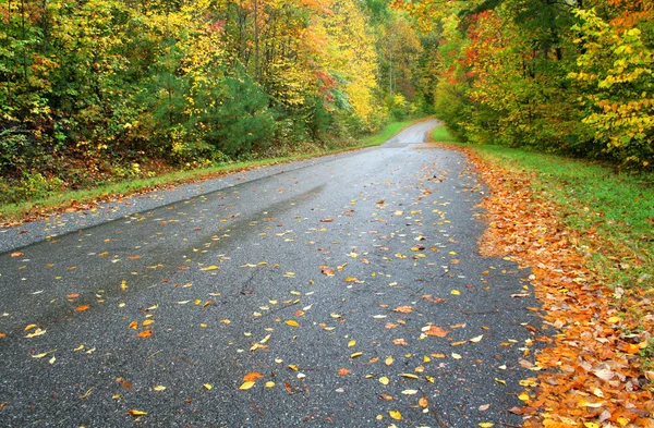 Camino mojado en otoño — Foto de Stock