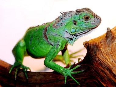 Yeşil iguana