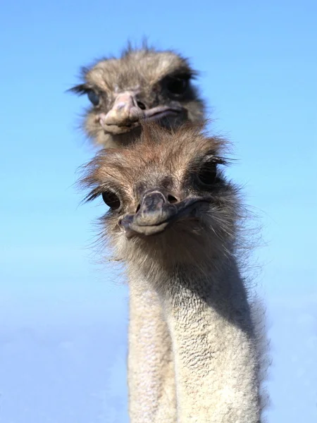 Ostrich- hombre guapo — Foto de Stock