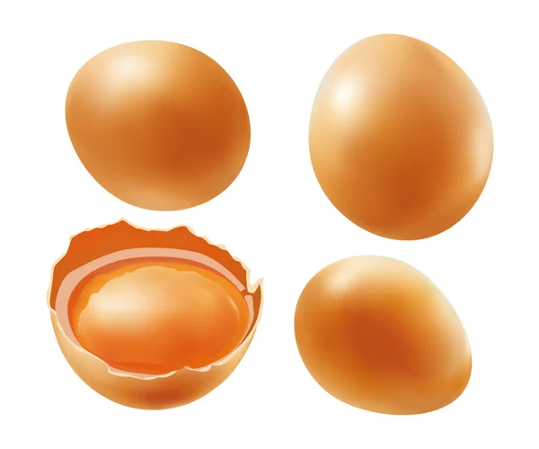 Бурые яйца — стоковый вектор
