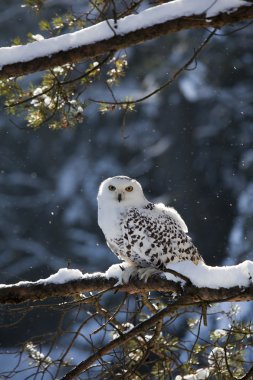 Snowy owl clipart