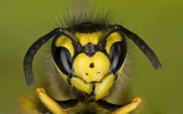 微茫黄蜂 — 图库照片