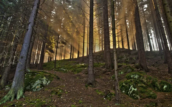 stock image Forest treasure