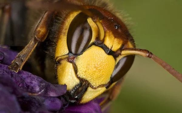 スズメバチ — ストック写真