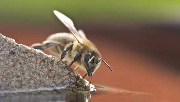 stock image Bee drinking