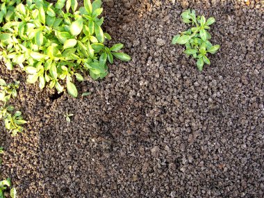 küçük yeşil bitkiler ile çakıl