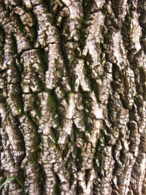 bark tree doku