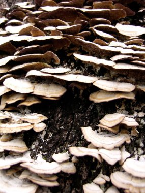 Tree Fungus clipart