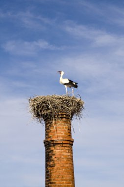 Stork on chimney clipart