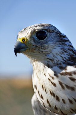 Falcon's head clipart