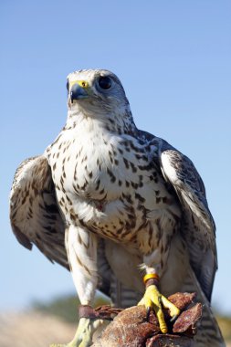 Şahin terbiyeci eldiven üzerinde