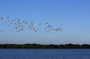 gökyüzü üzerinde fazla Flamingo