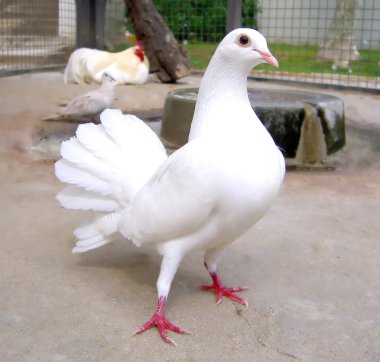 White pigeon clipart