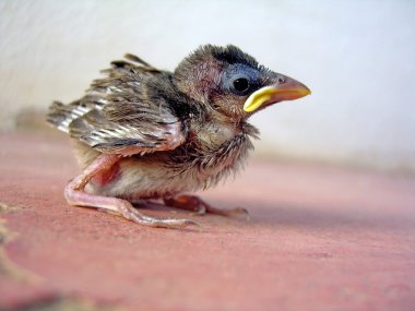 Young sparrow chick clipart